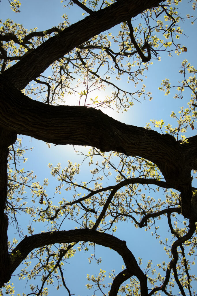 Tree At Wedding Venue